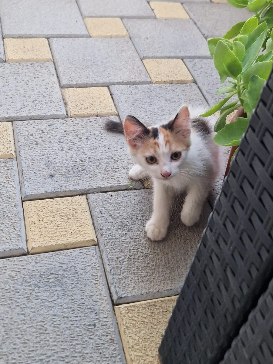 Pisoiași pentru adopție.