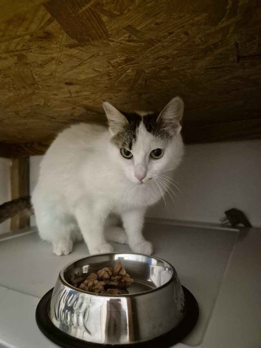 Pufa pentru adoptie