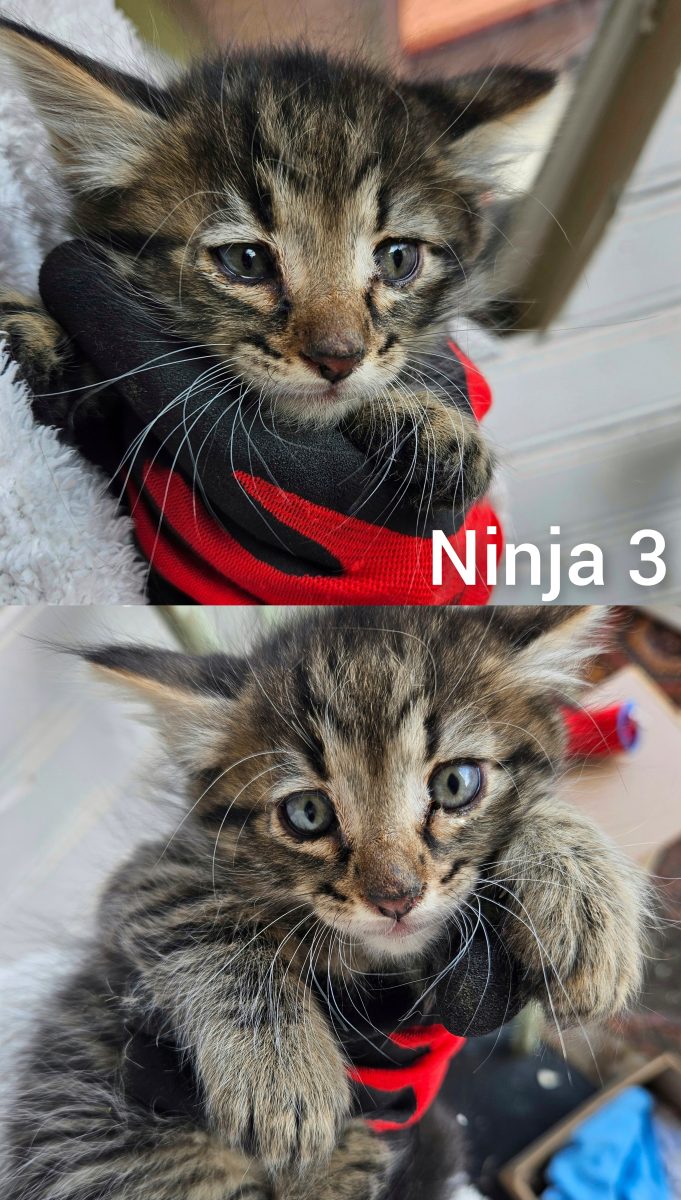 🥷🏻🐾 4 micuți ninja își caută familie! 🐾