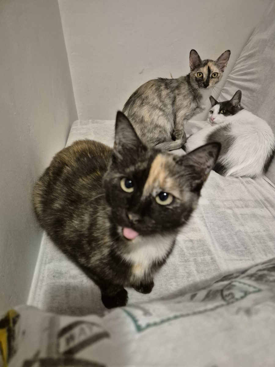 Maia, colorata pt adoptie