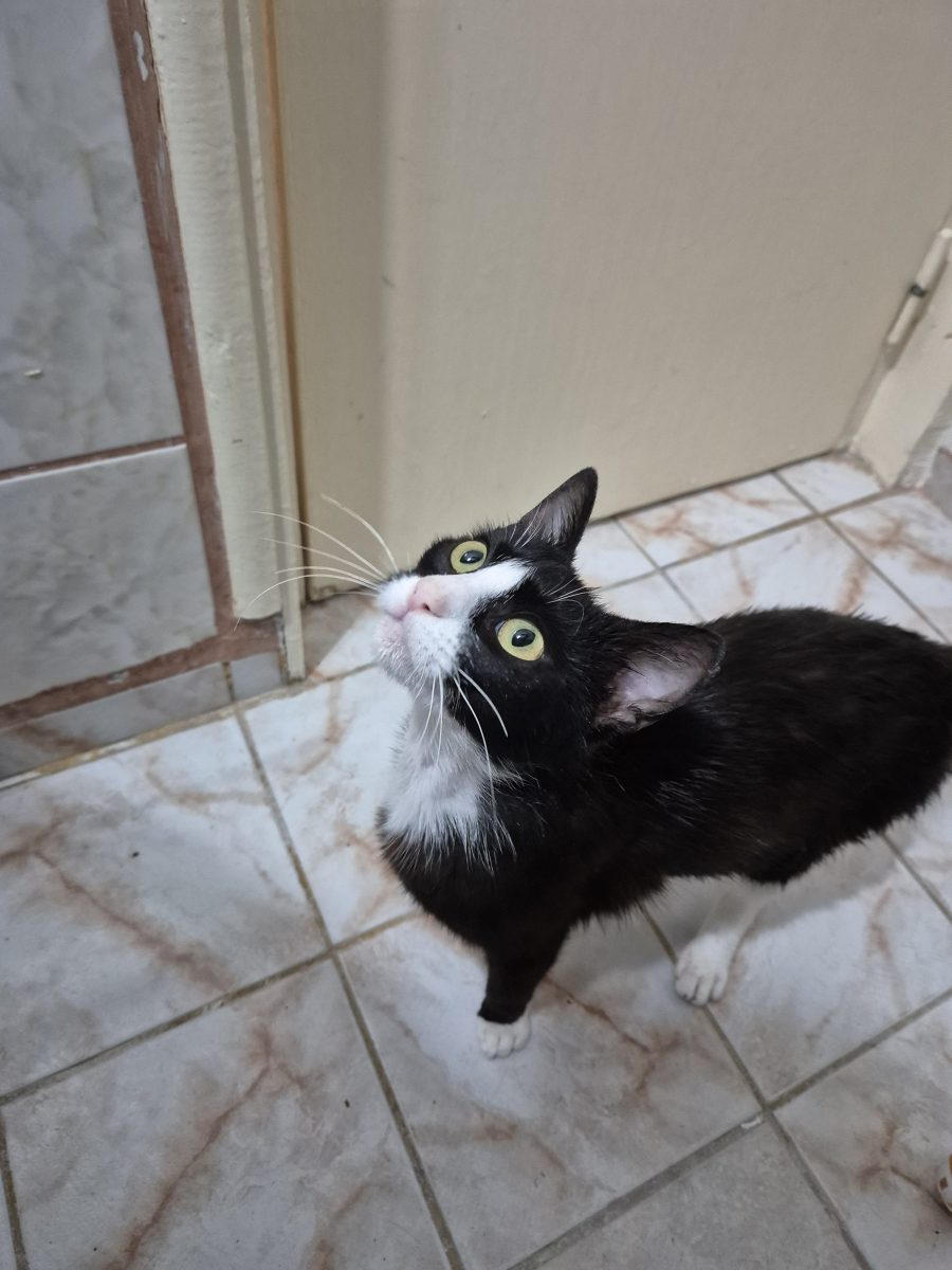Feli pt adoptie