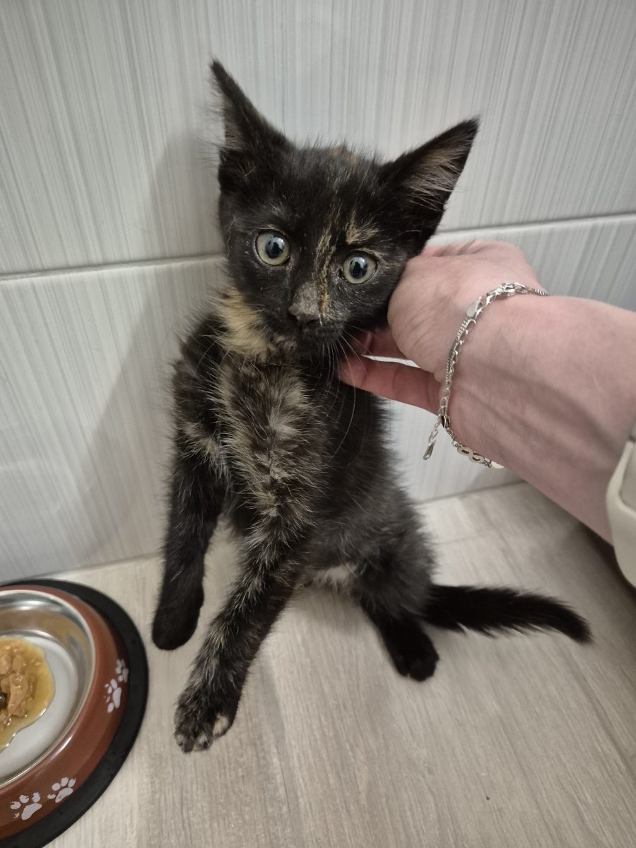 Pui pisica adoptie