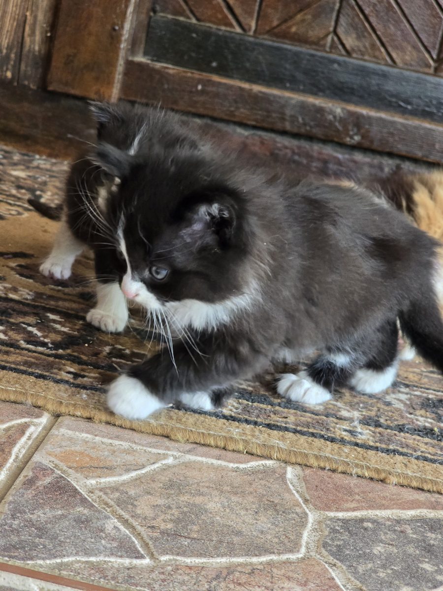 Pui de pisica spre adopție