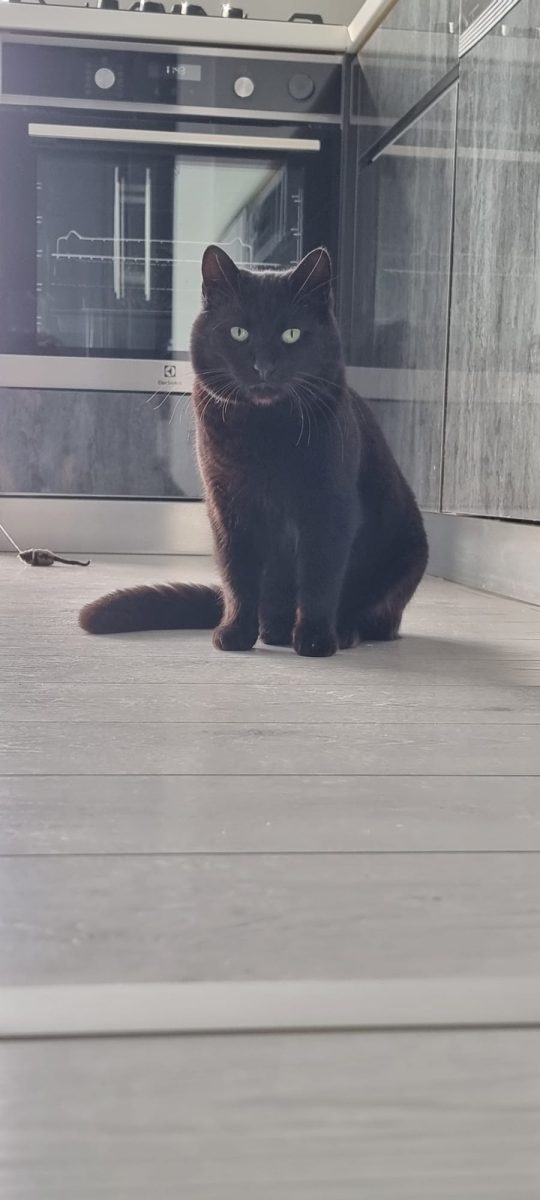 Motanel afectuos spre adoptie (doar la casa)