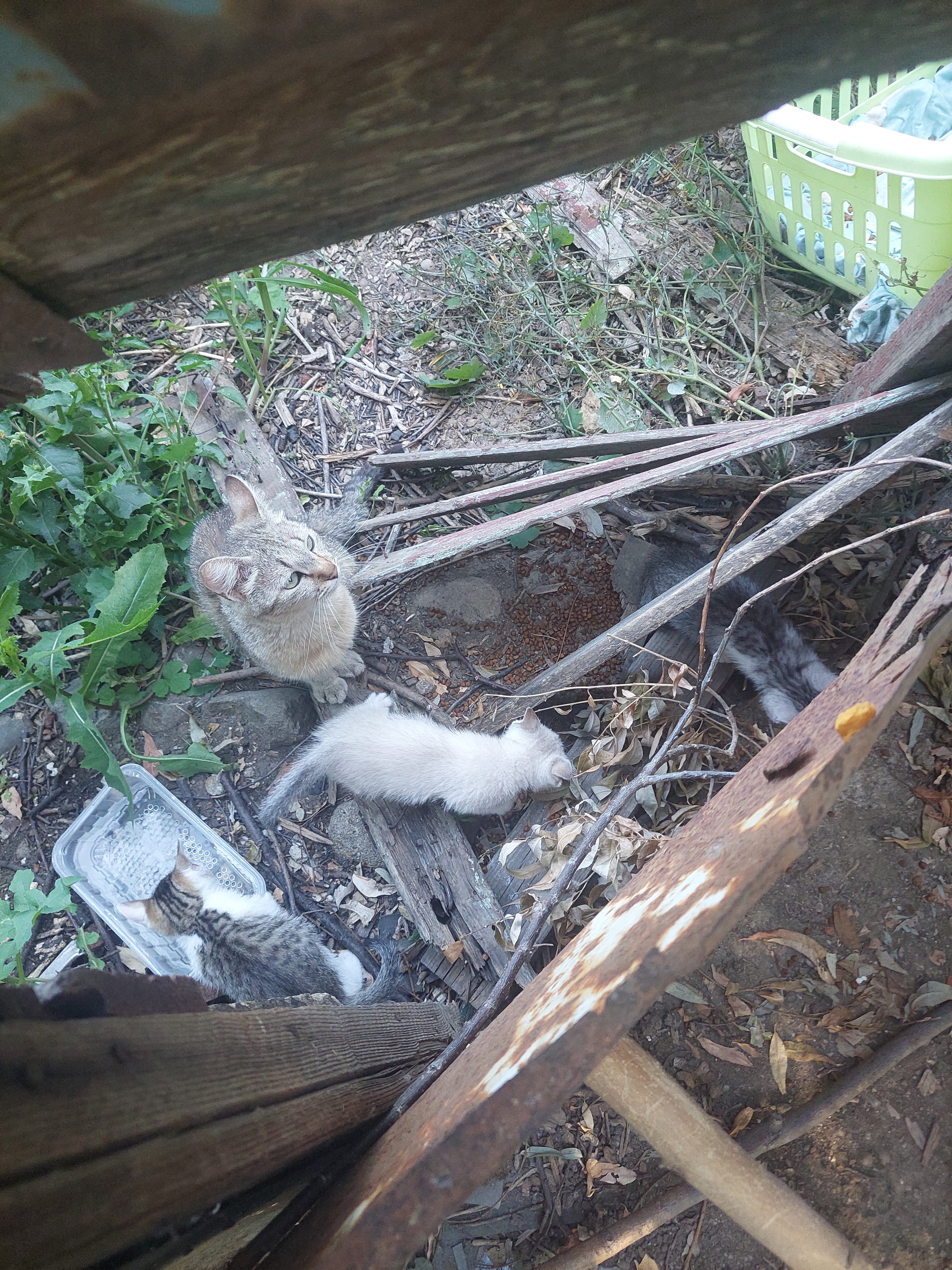 URGENT!! Donez pisica cu 2 pisoiasi