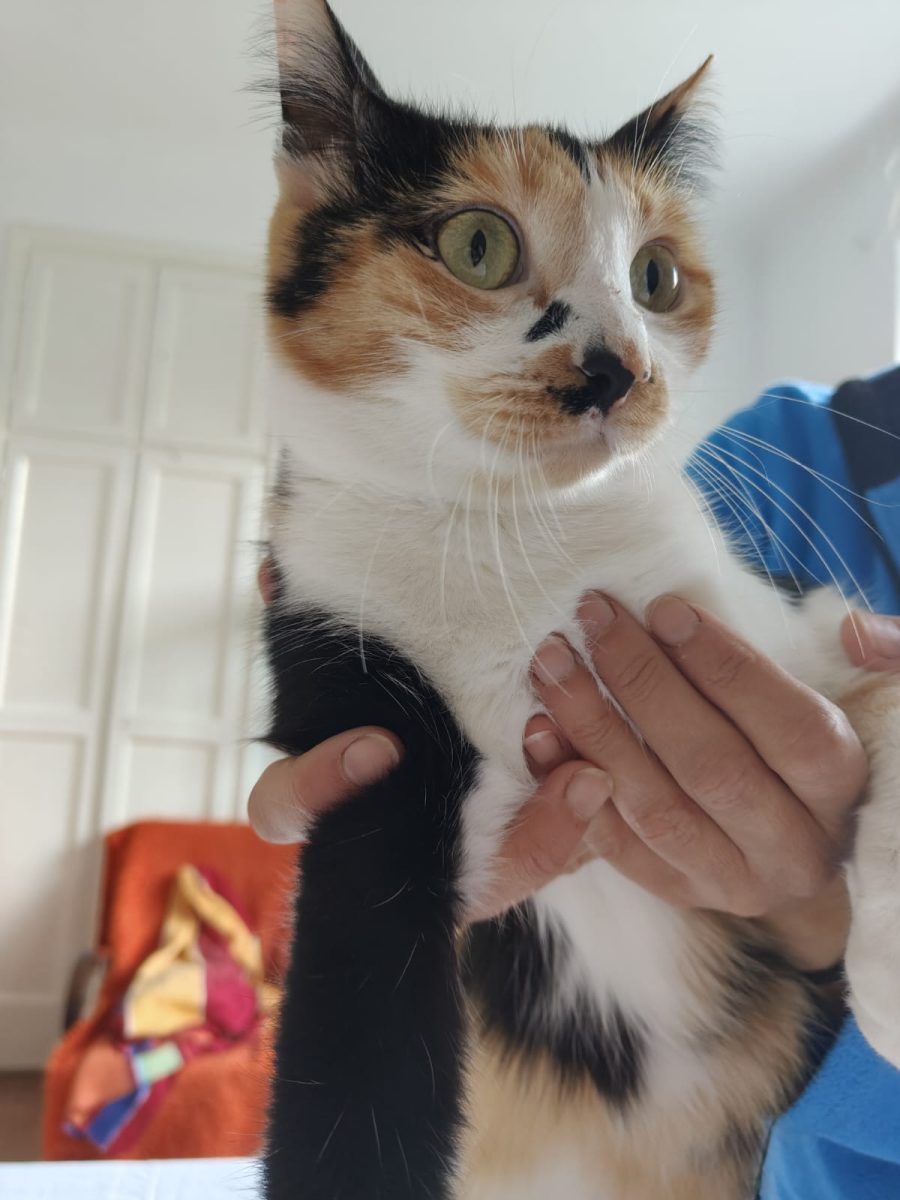 Atenție, Internet! Suzi tocmai a aplicat pentru poziția de pisică a vieții tale!