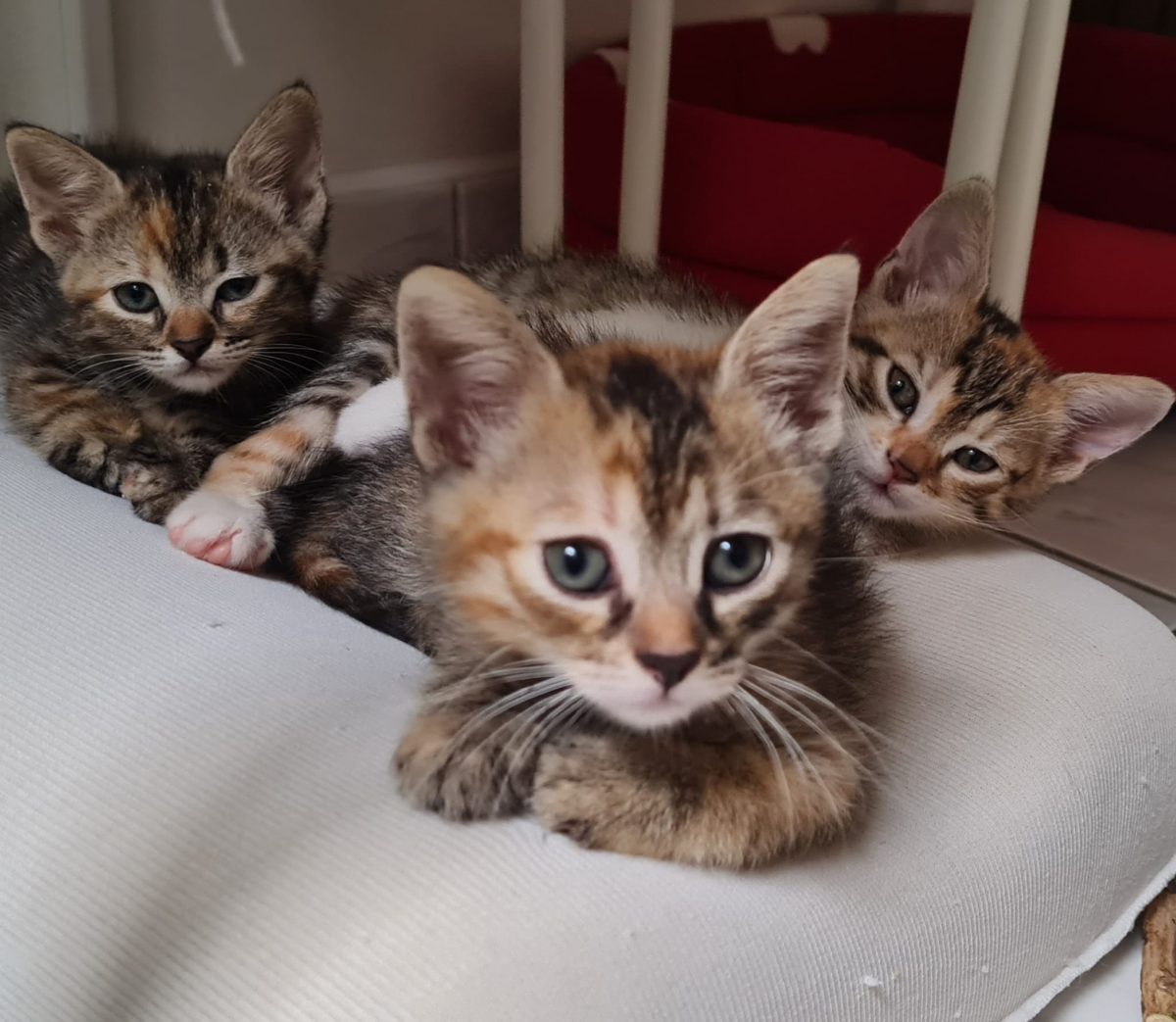 🐾 Trei surori adorabile își caută cămine pline de iubire in BUCURESTI 🐾