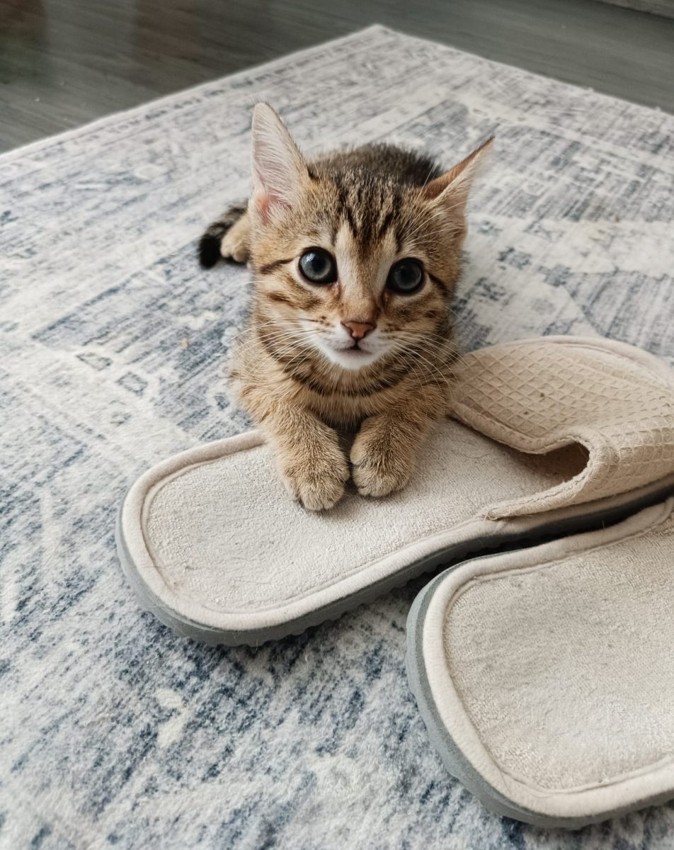 Hendrix te va cuceri instant. Adoptă-l!