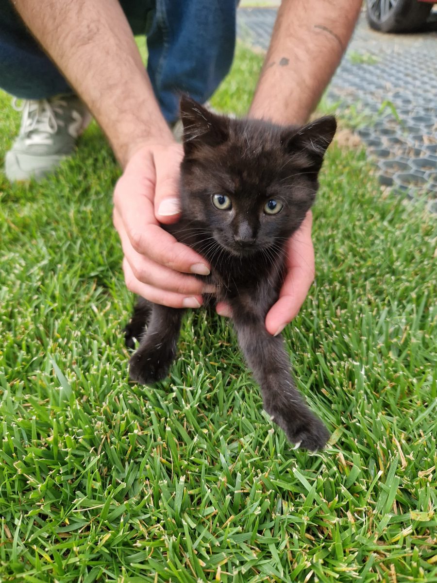 Olive – fetita neagra zi pufoasa cauta stapan