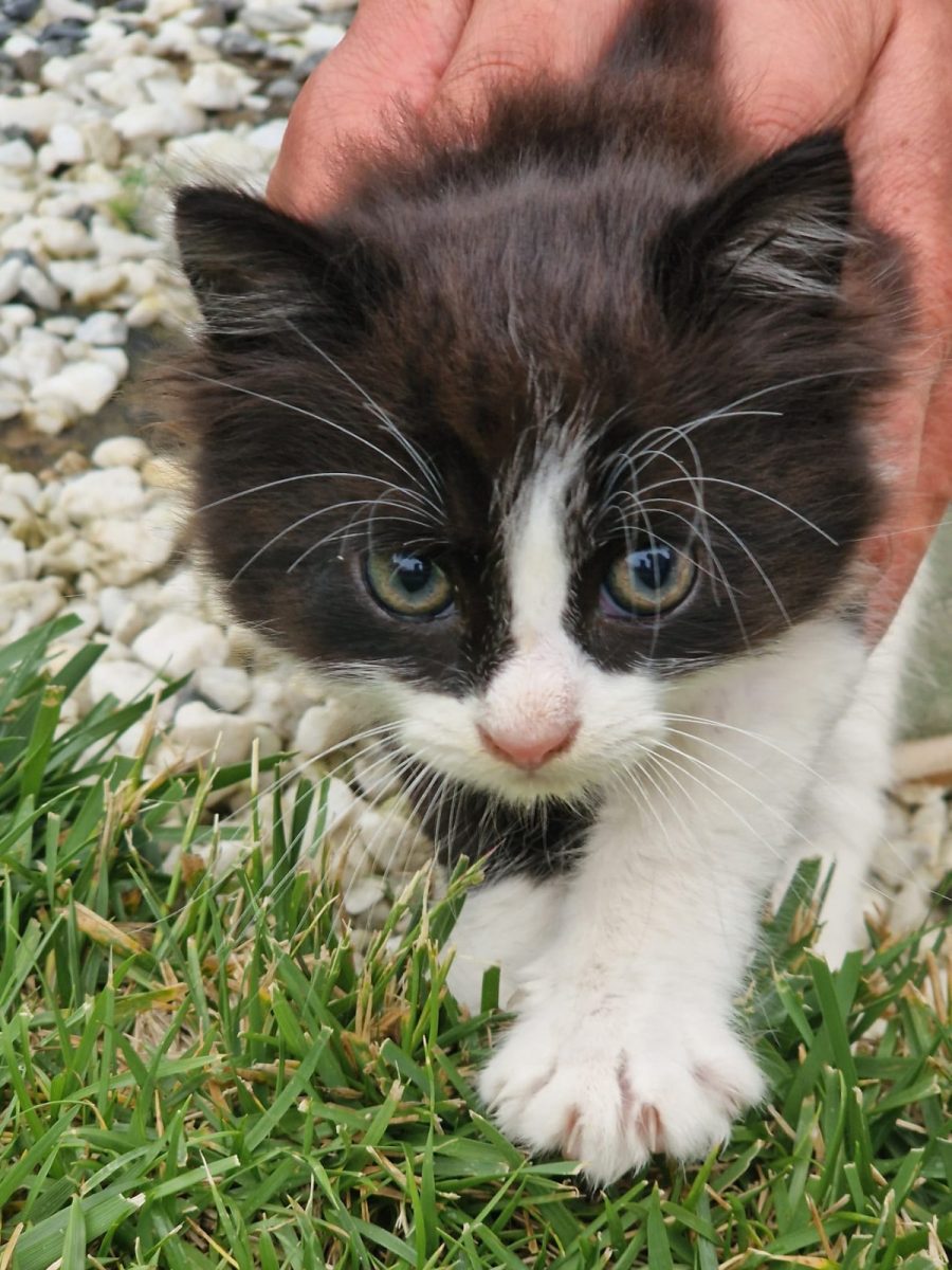 Olly – pisoias tuxedo pufos, cauta stapan