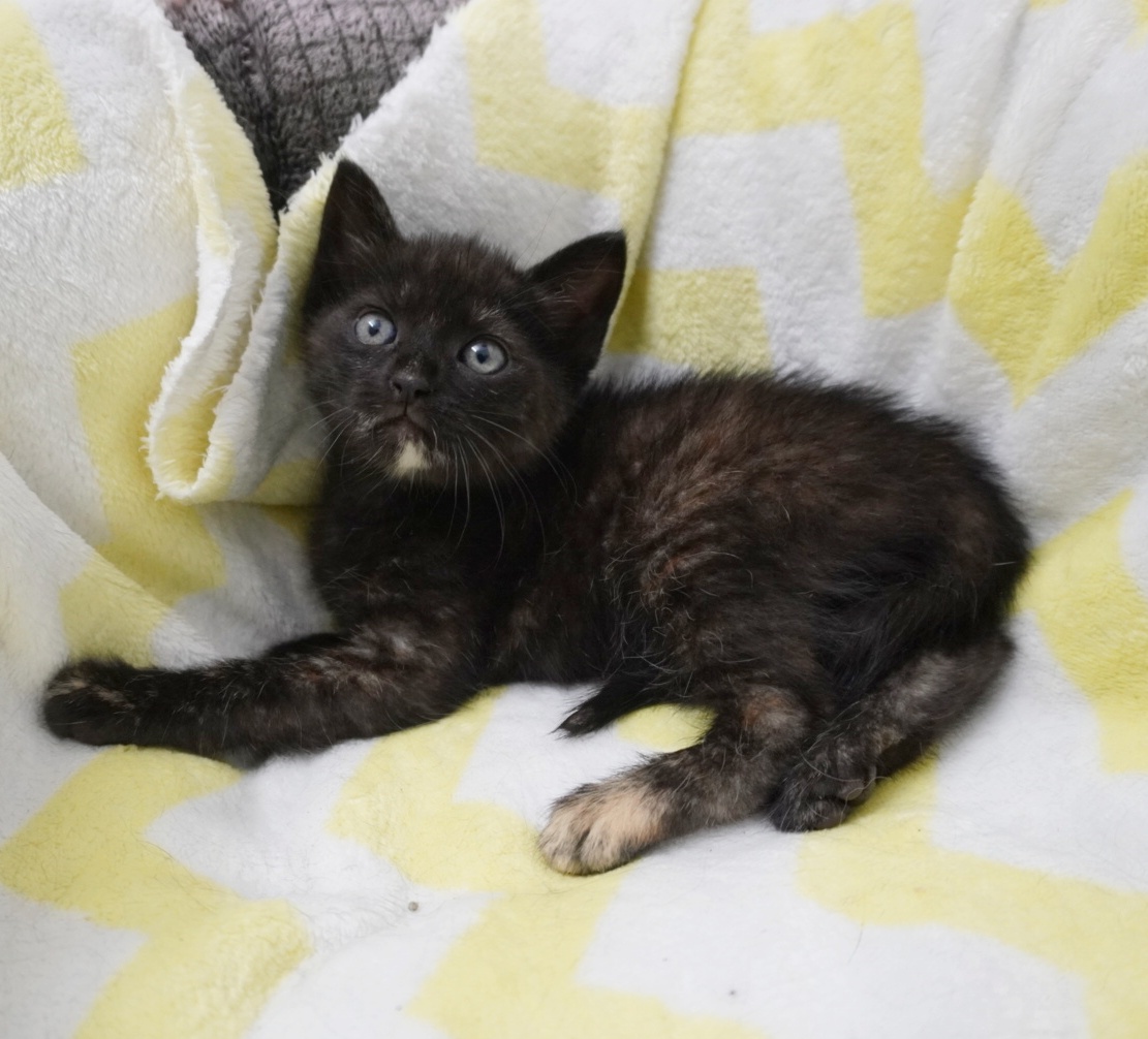 Juicy îți va îndulci viața dacă o adopți