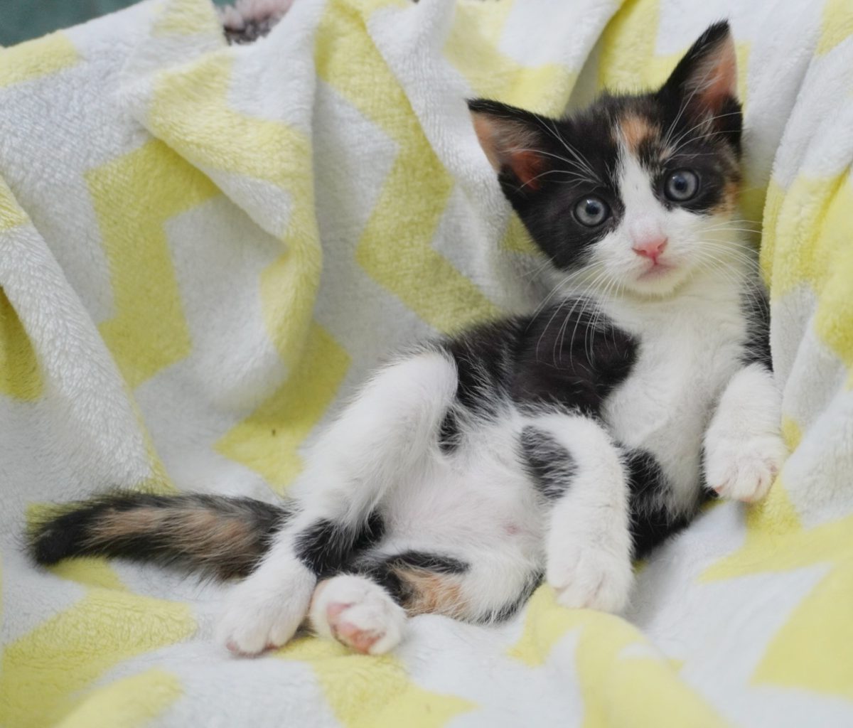 Candy îți va îndulci viața dacă o adopți!