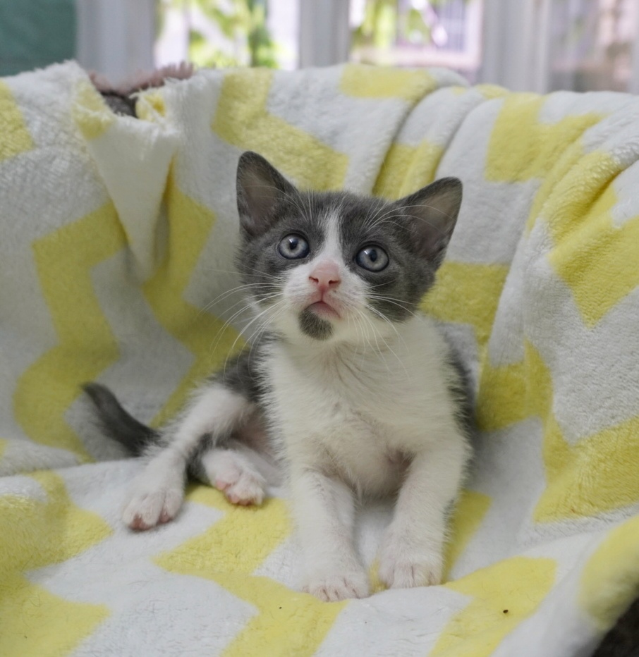 Sugar îți va îndulci viața dacă o adopți