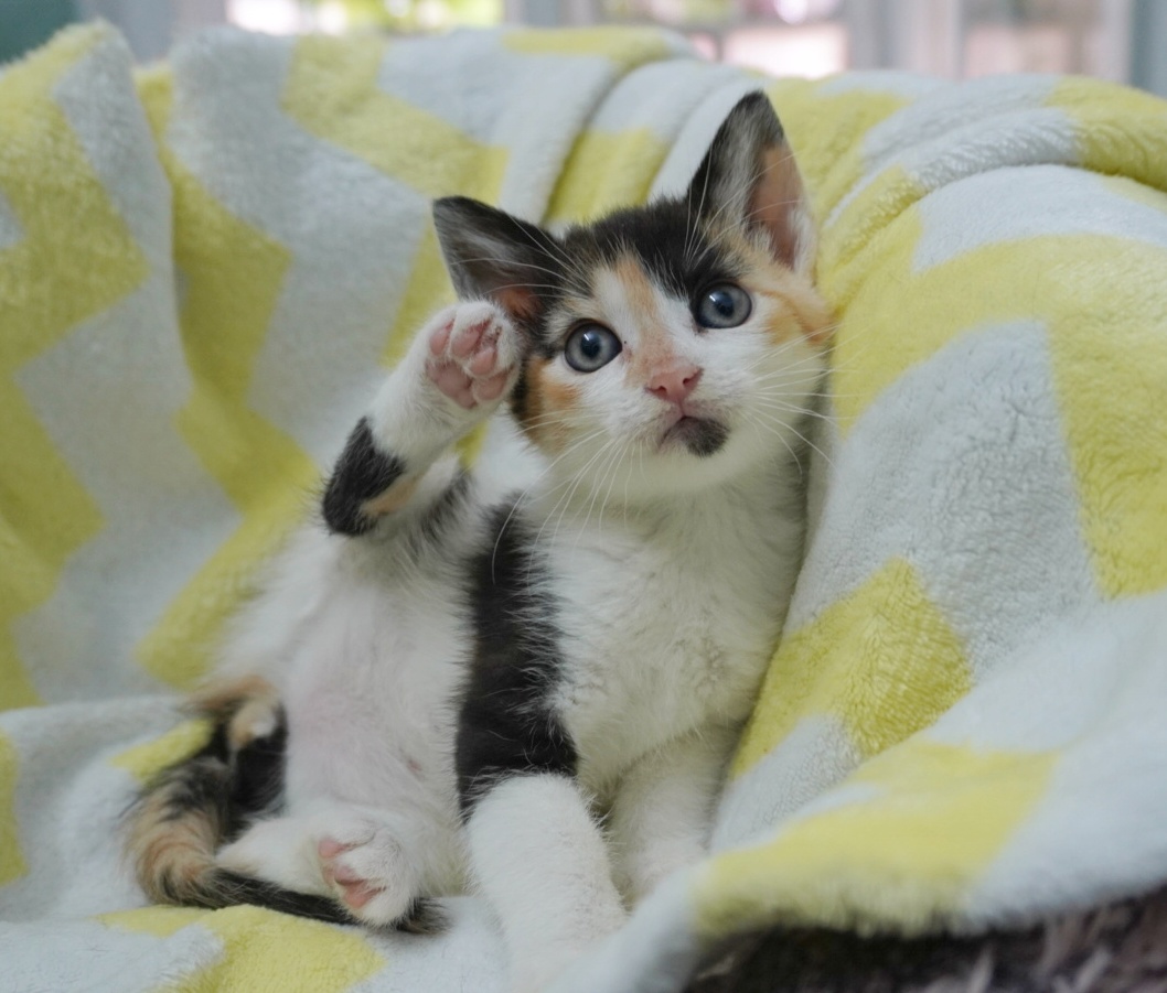 Sweety îți va îndulci viața dacă o adopți