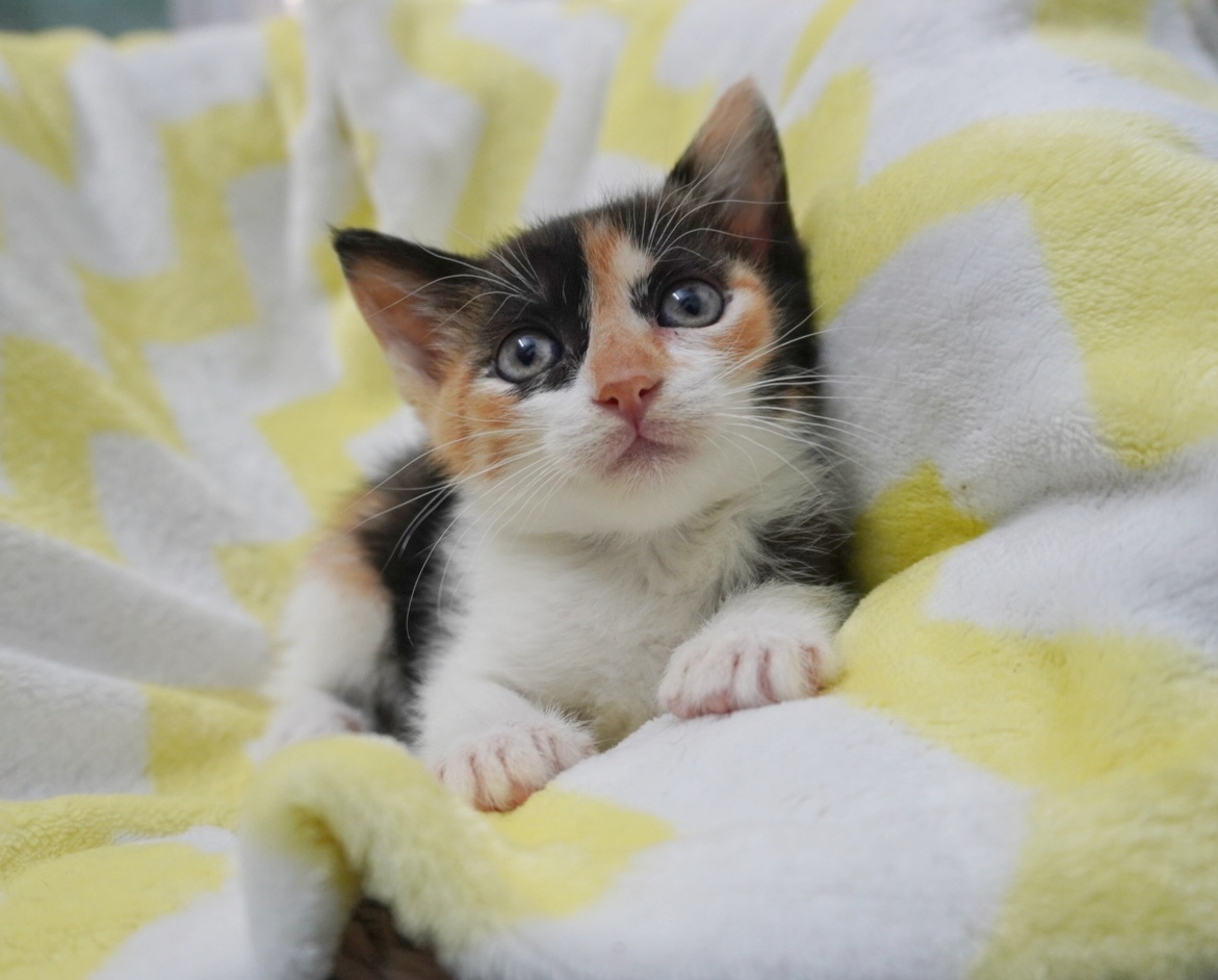 Lolly îți va îndulci viața dacă o adopți