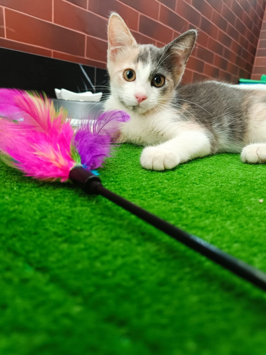 Debbie o să te adore dacă o adopți