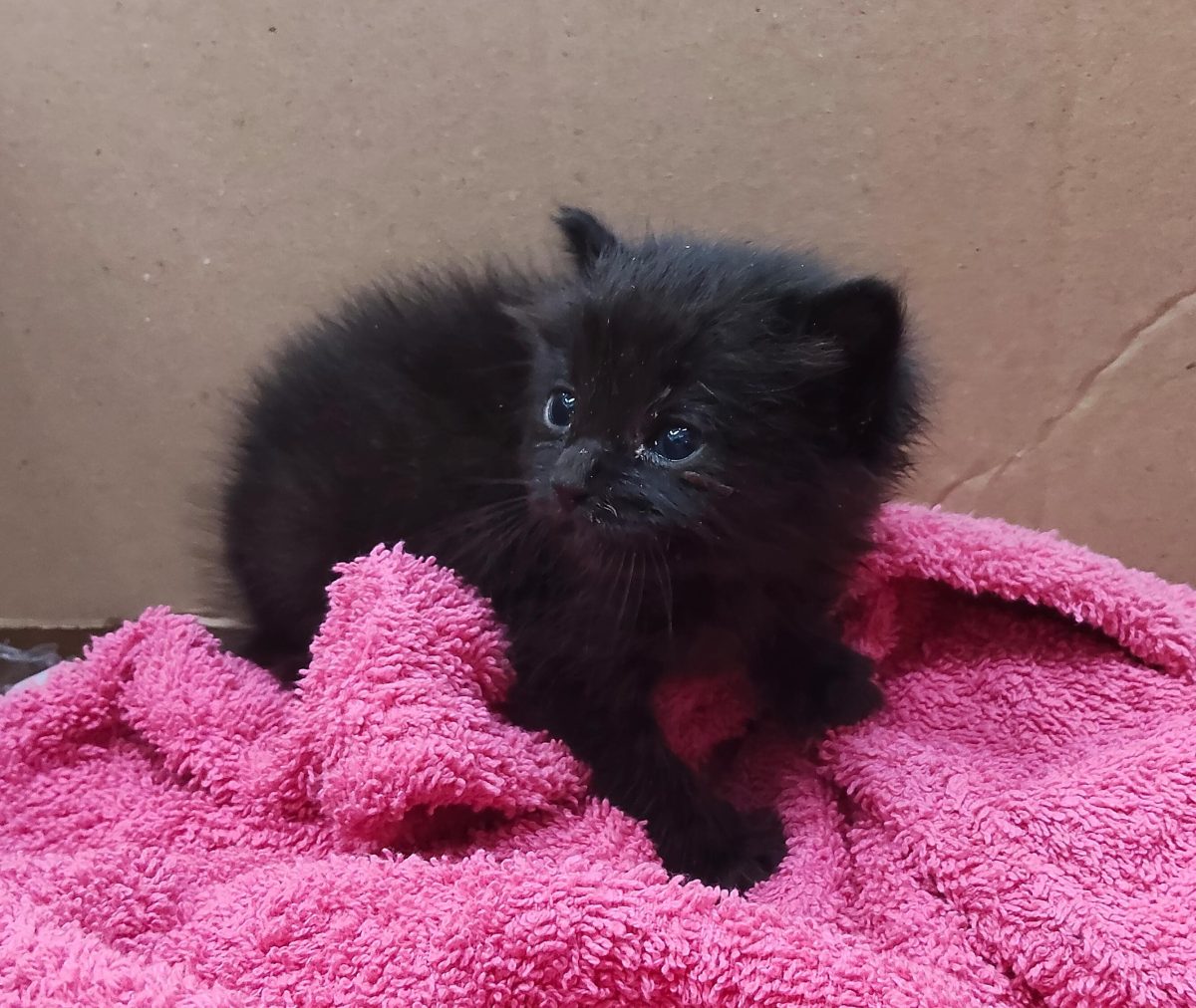 Tăciune superb pt adoptie