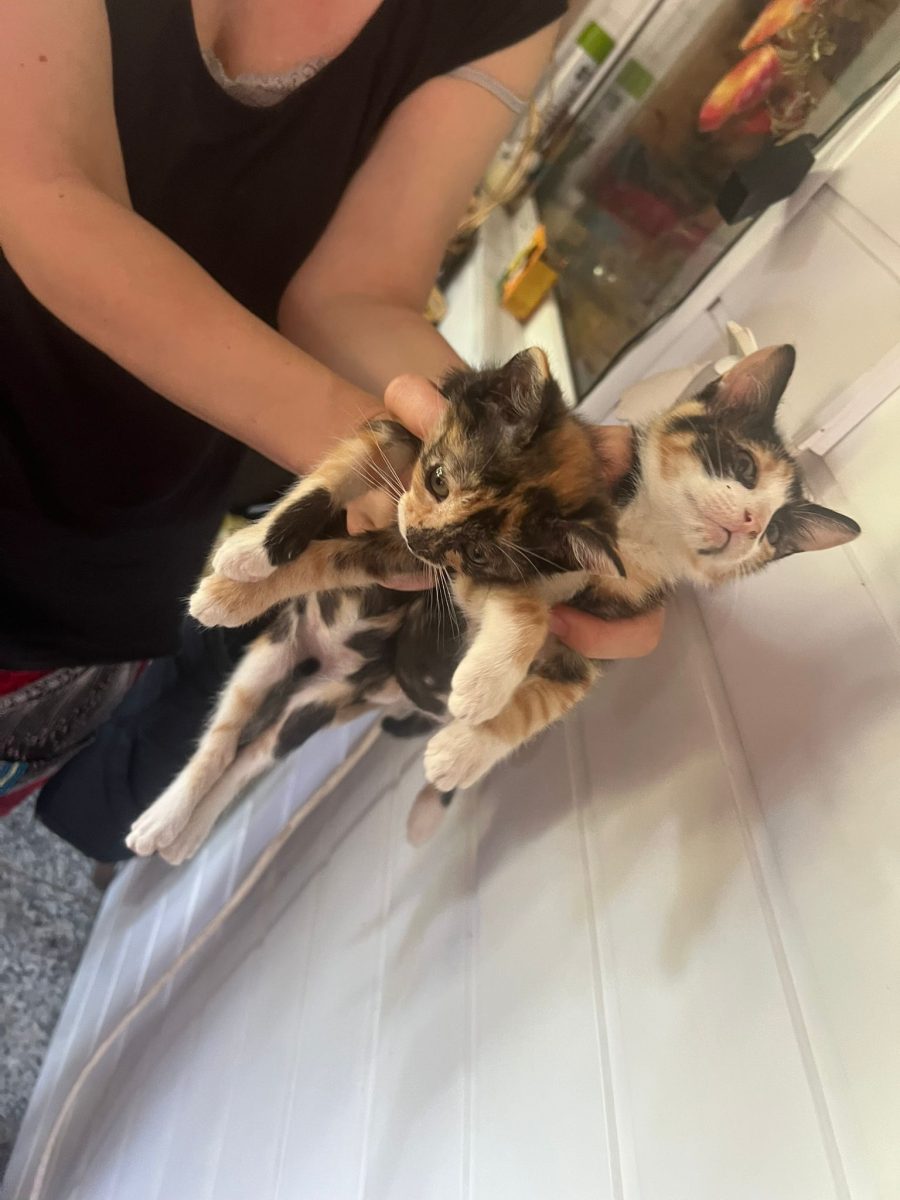 ADOPTIE Buftea  Bucuresti, Ilfov, Dambovita- 4 frățiori cauta casa si persoane iubitoare
