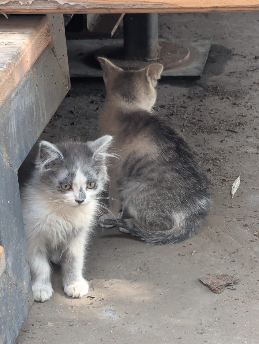 2 pui pisica pe strada