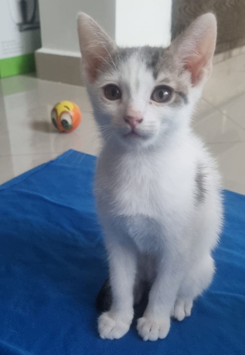 Oscar isi cauta familia pentru totdeauna!