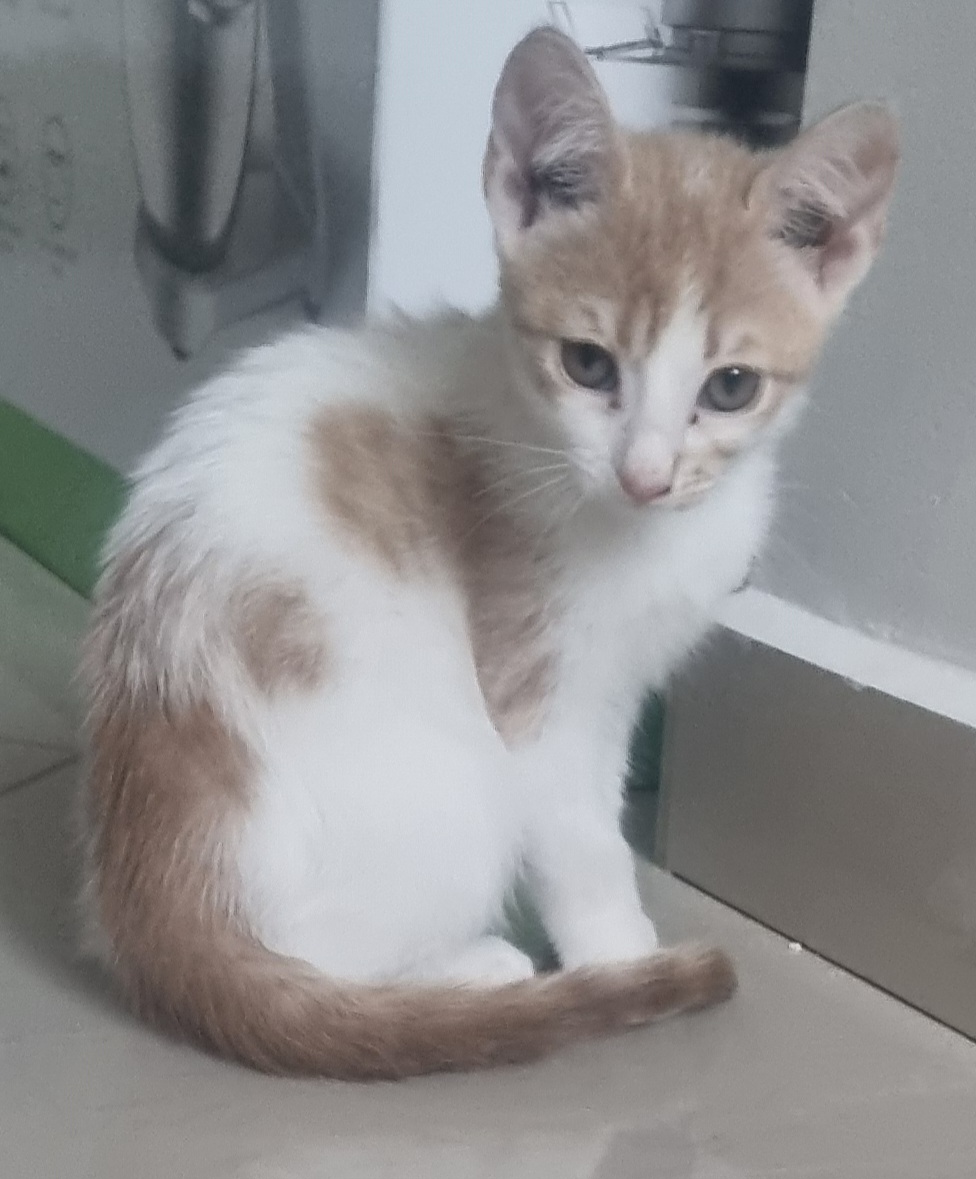 Cleo cauta familia pentru totdeauna!