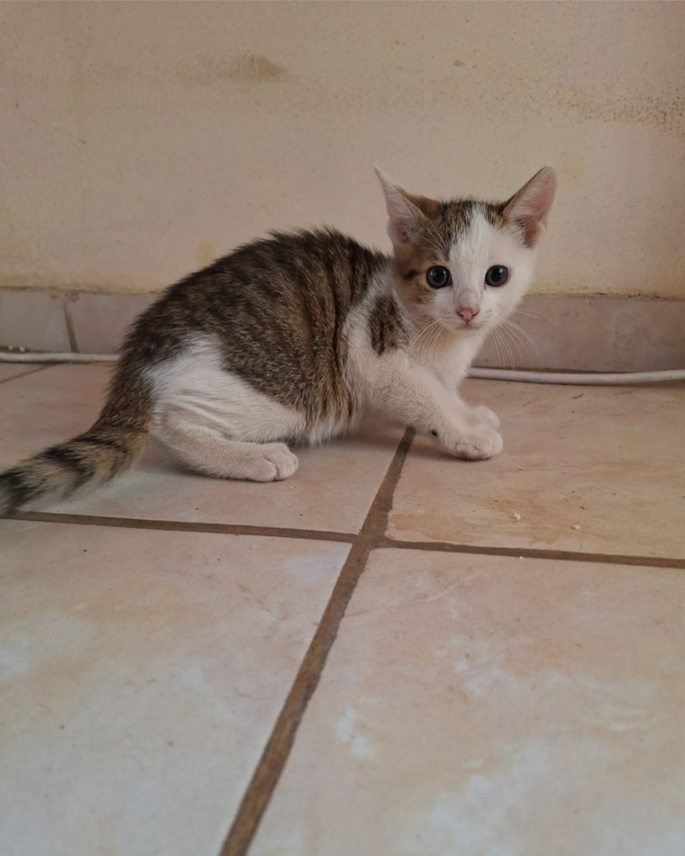 Motănel își caută o familie