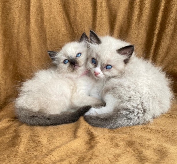 Pisicuță Ragdoll disponibilă