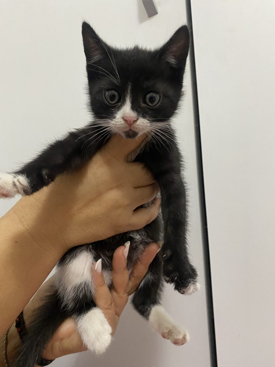 Pisicuta cu costum alb negru