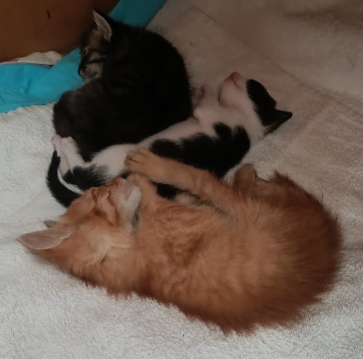 Urgent! Căutăm familii iubitoare pentru 2 pui de pisică salvați din calea unei furtuni în București Plus un pui gasit mai tarziu!