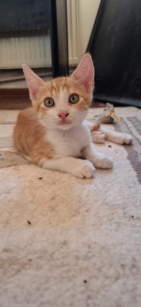 Portocală pentru adopție 🥰