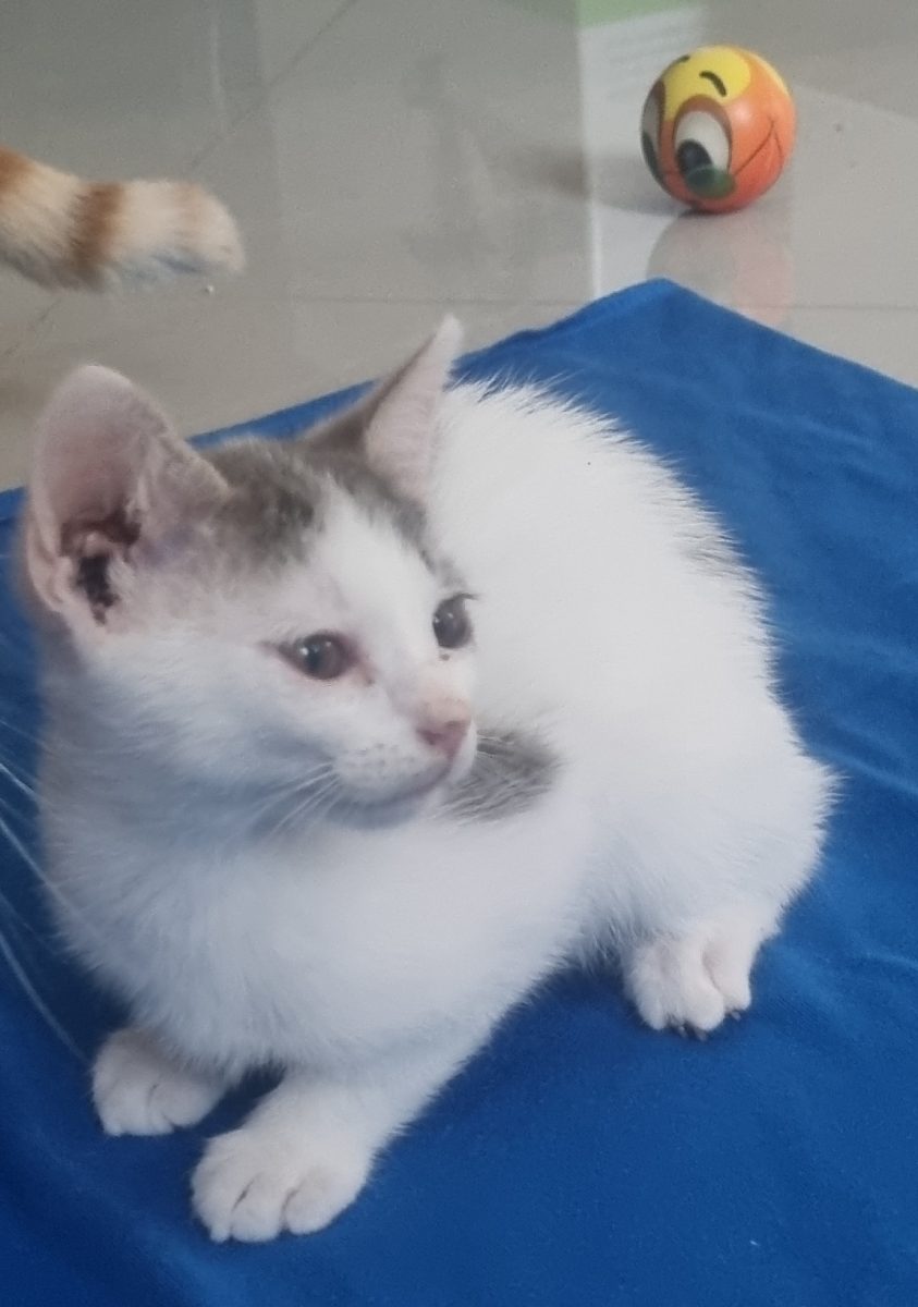Oscar isi cauta familia pentru totdeauna!
