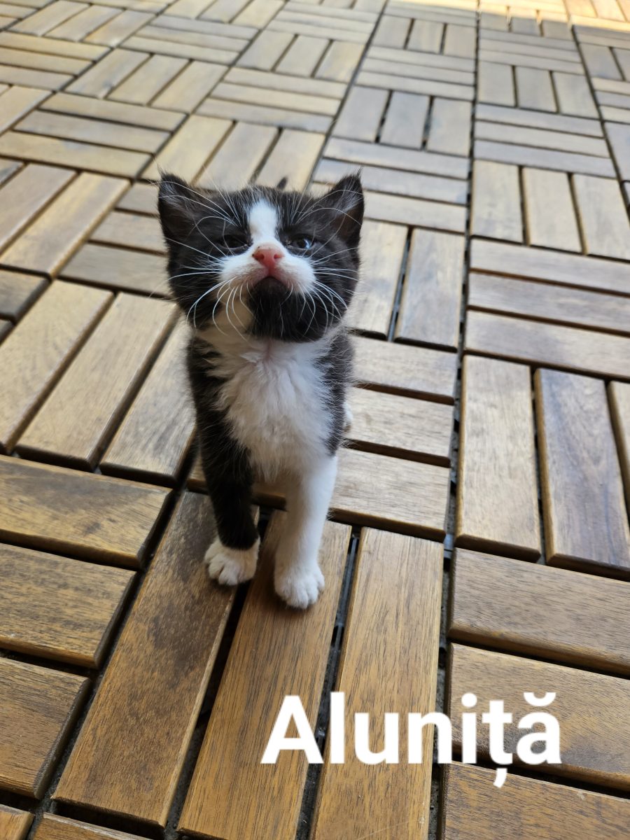 Aluniță – un puiuț curajos