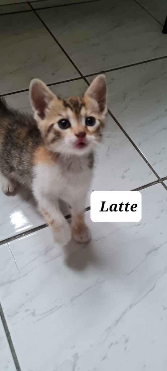 Pure, Latte, Cream, au nevoie de parinti!