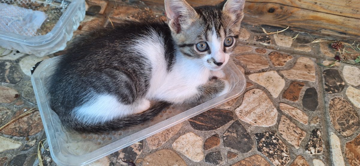 baiat frumos caut casuta