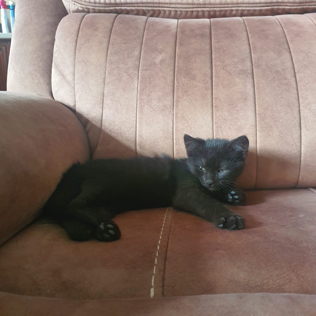 Adoptie pisoi