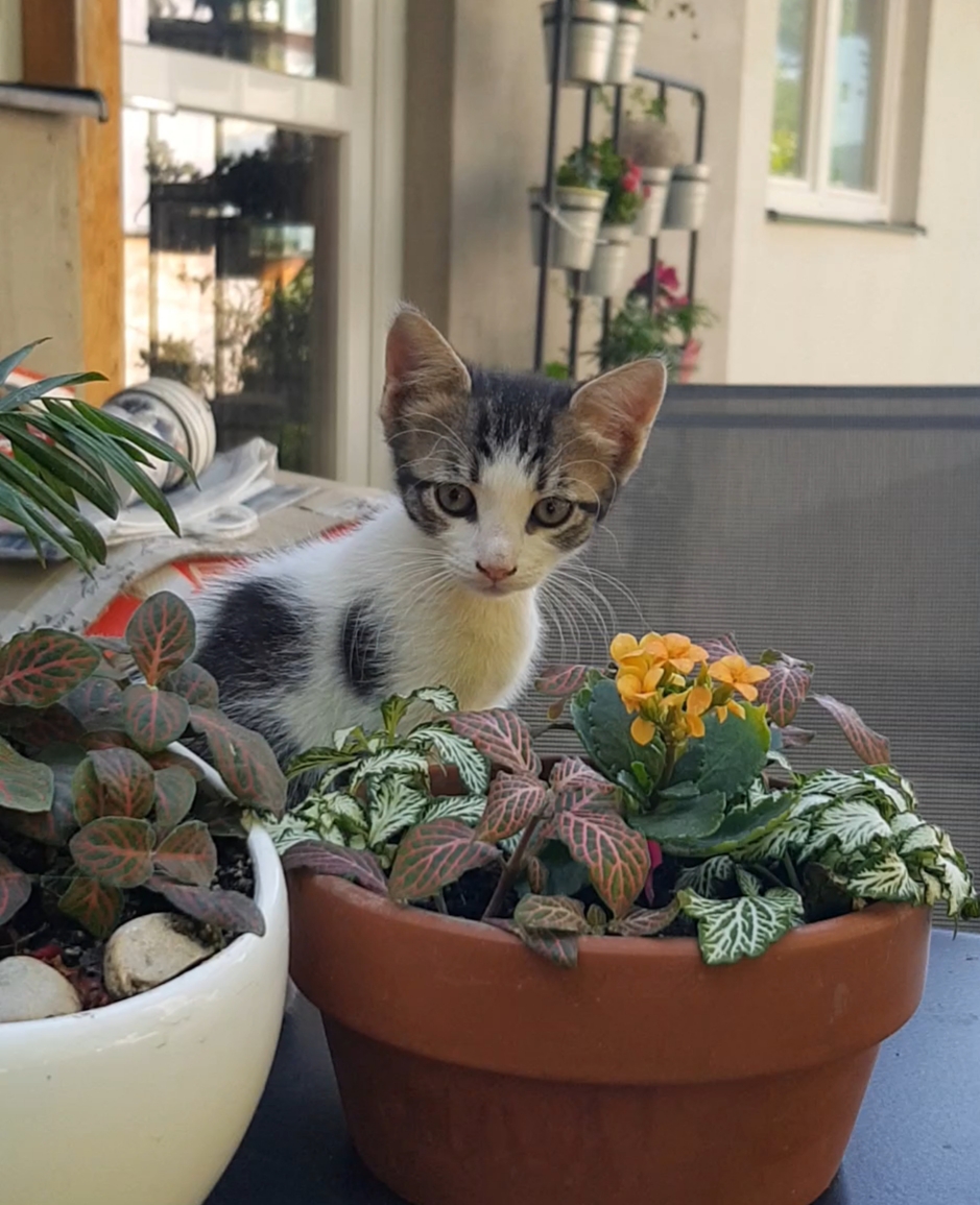 4 pisicute asteapta sa fie adoptate
