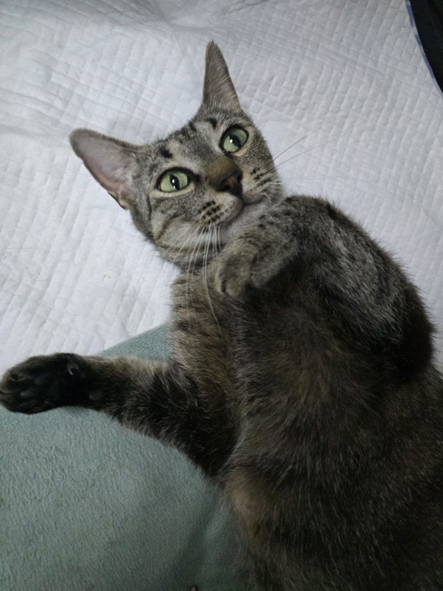 Mia își caută familia