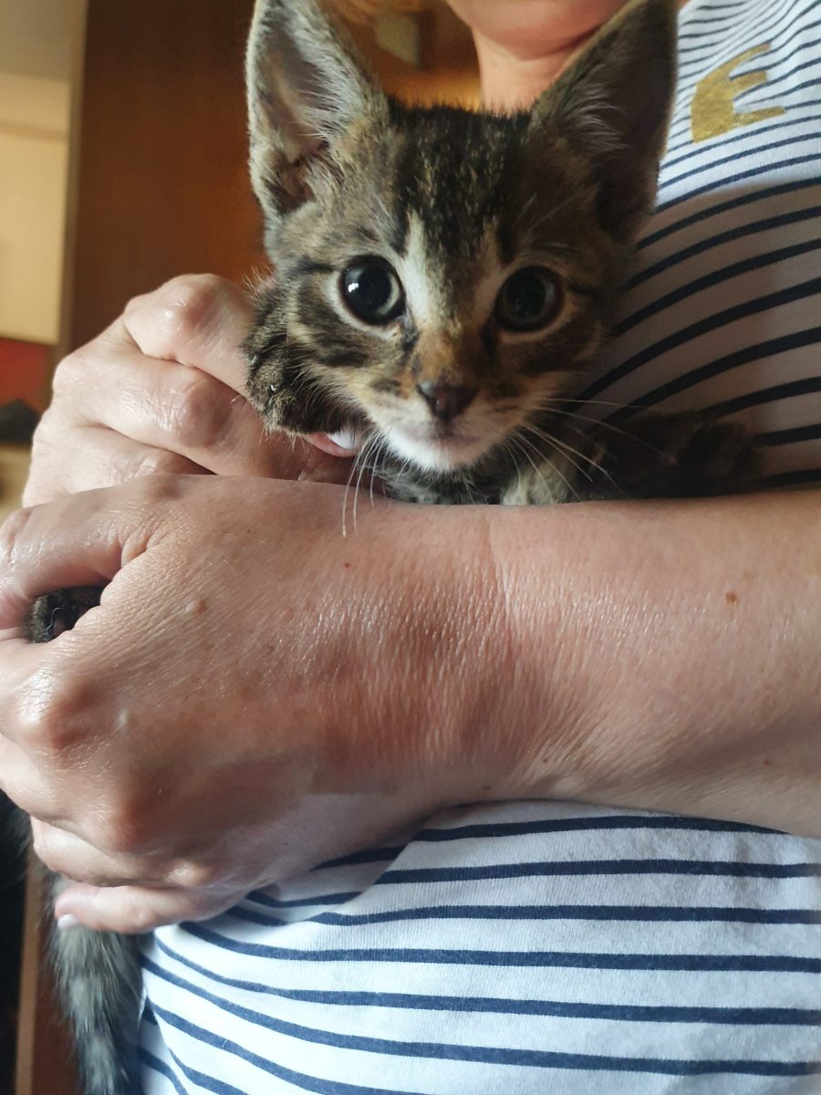 Pisicuta tabby