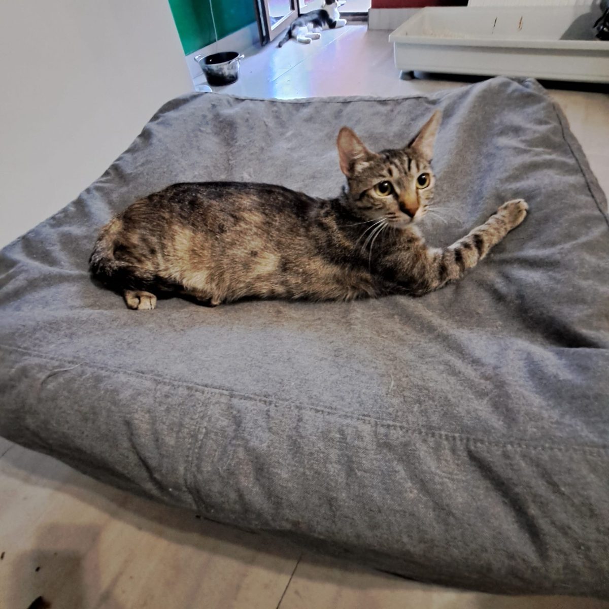 Ziana are nevoie de adopție 🤗