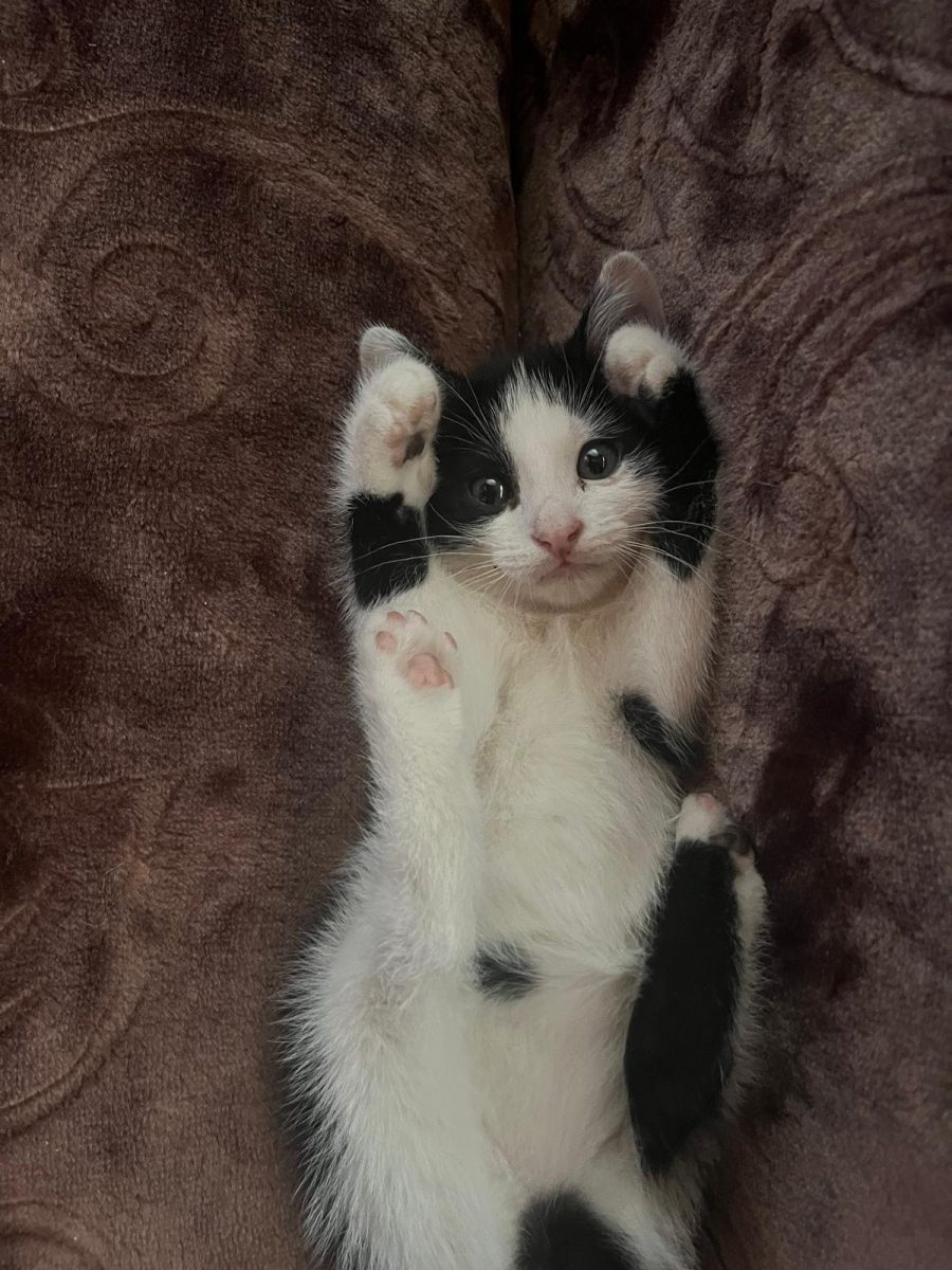Pisicute spre adoptie