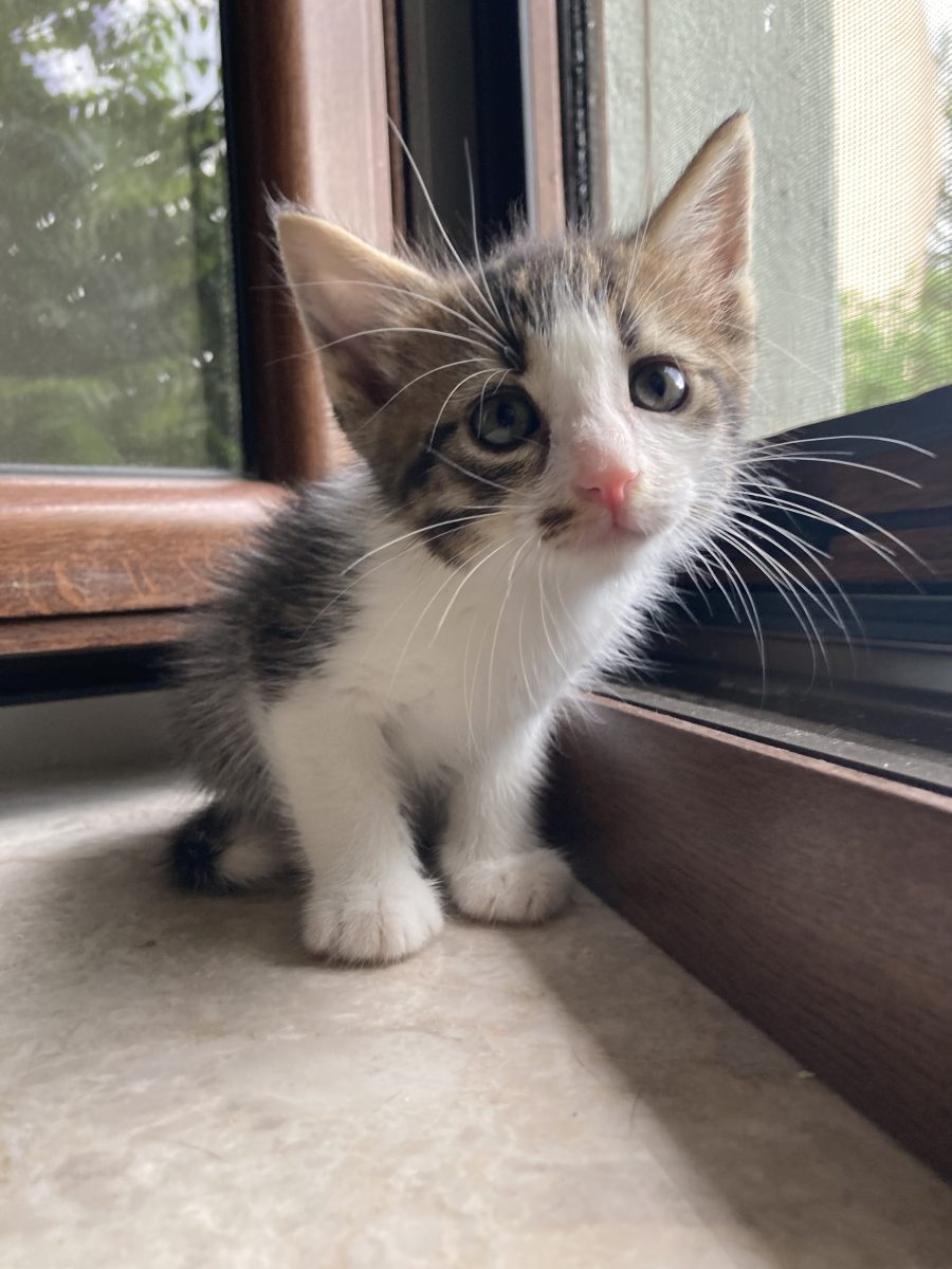 Gruia, baietel frumos si pufos pentru adoptie