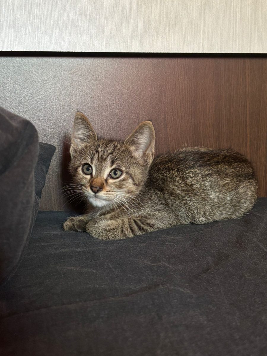 Adopție motănel