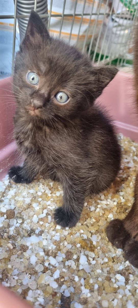 🌙 Miyuki — o steluță neagră în căutarea cerului ei