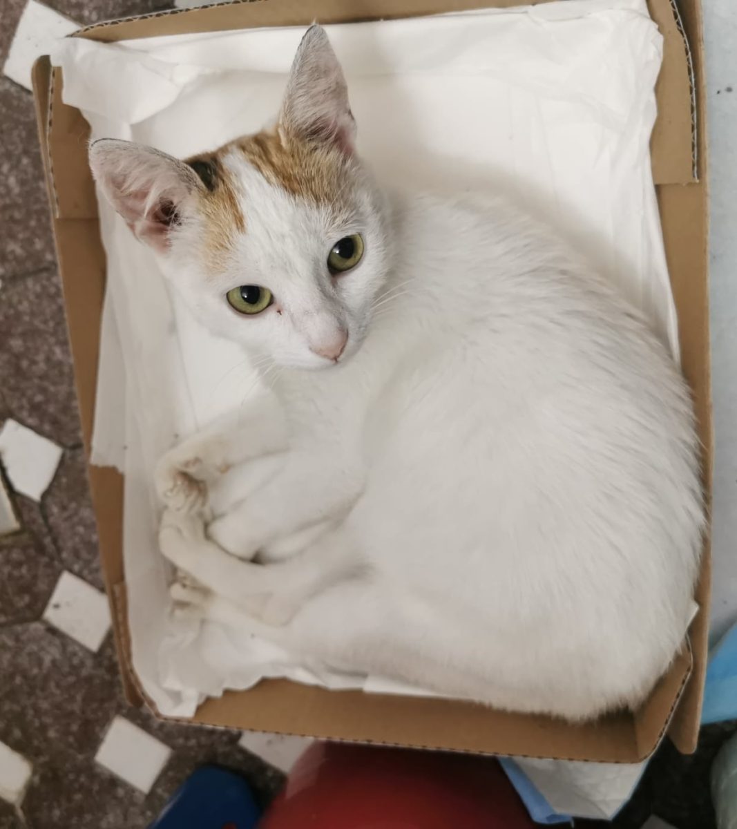 Frumusețe de pisică pentru adopție 🥰