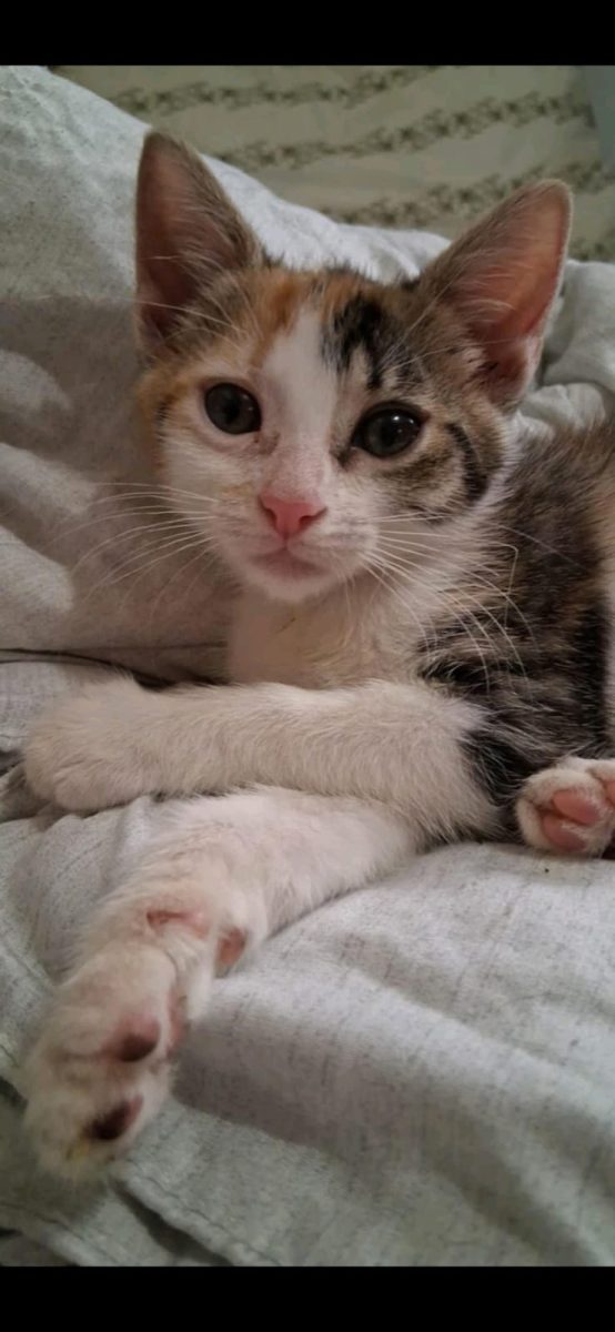 Micuța Maya caută pe mamica ei🥰