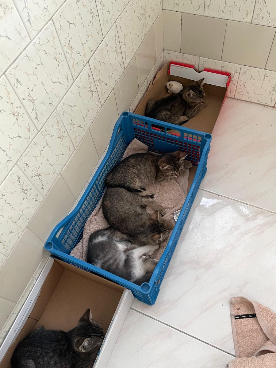 Pui de pisica adoptie Bucuresti