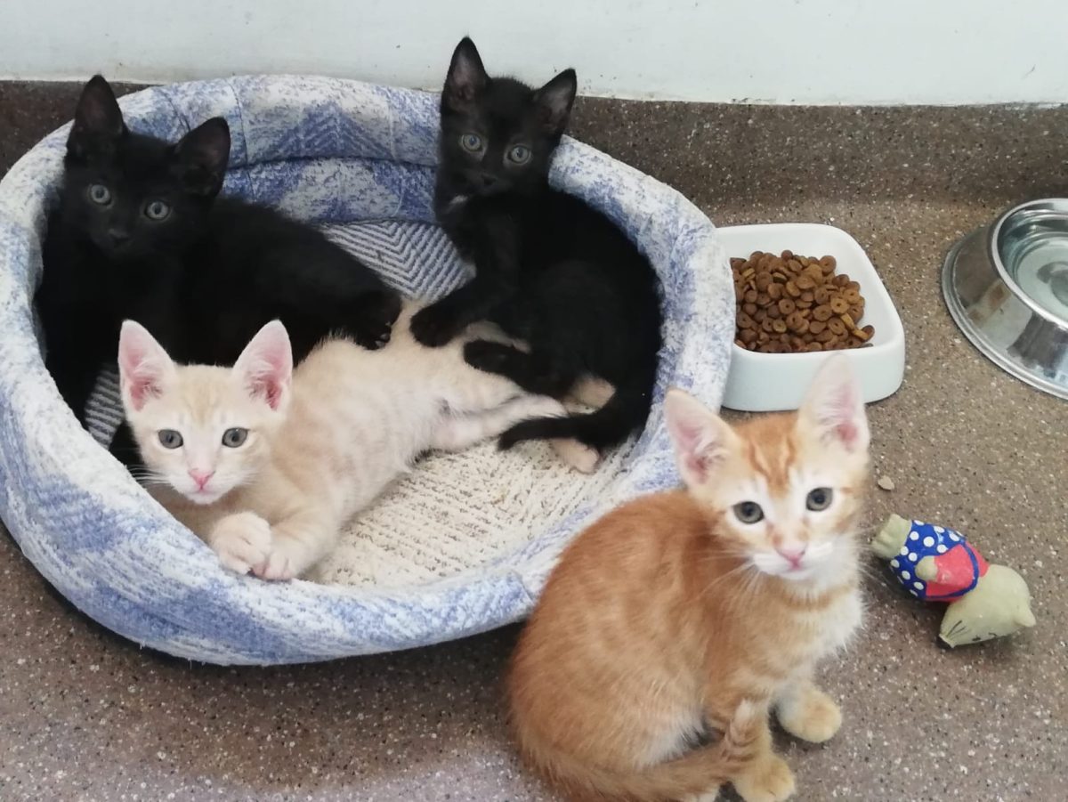 Pisoiasi pentru adopție urgenta🤗