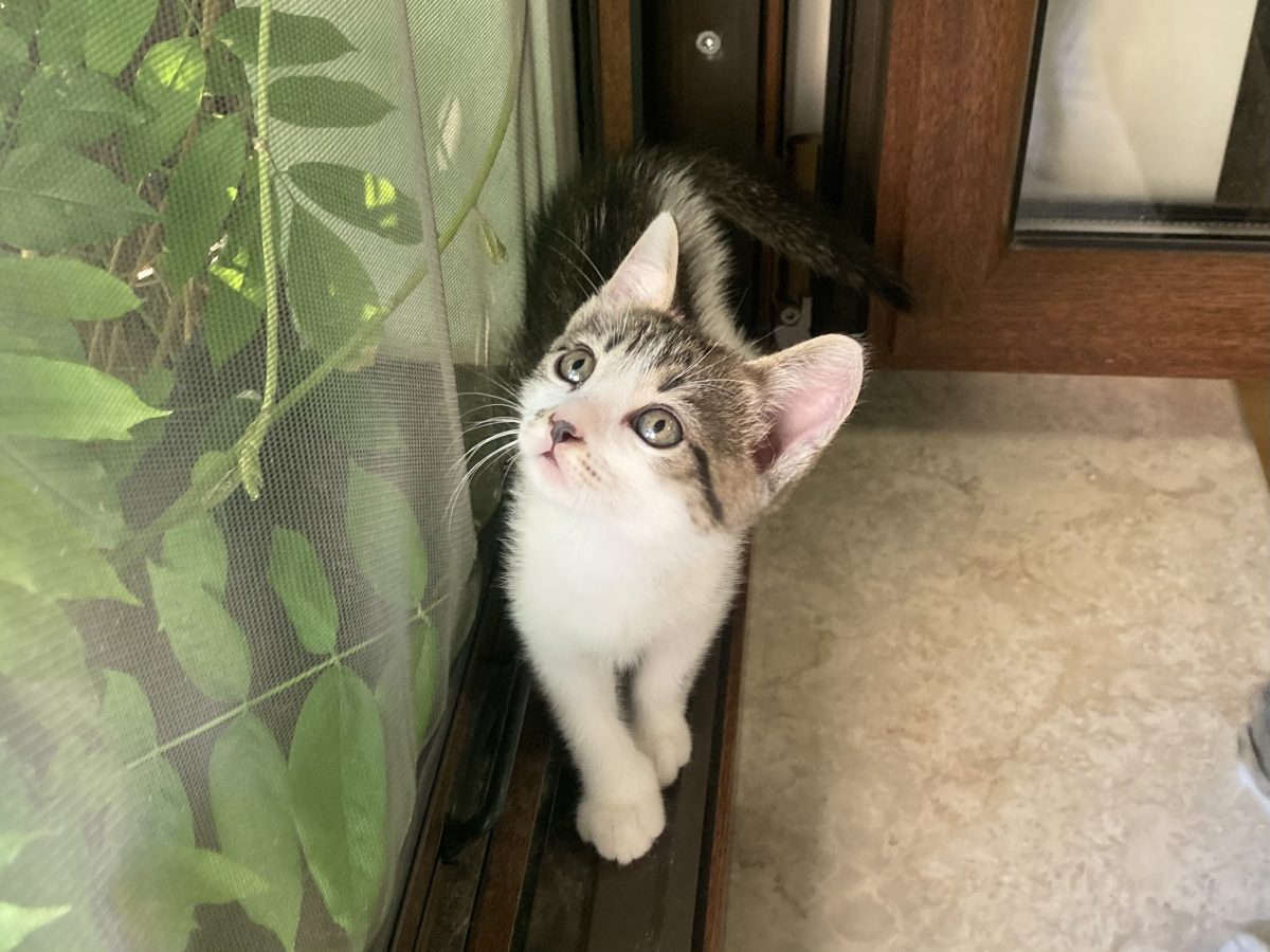 Charlie, baietel simpatic cu ochi superbi, vreau acasa!