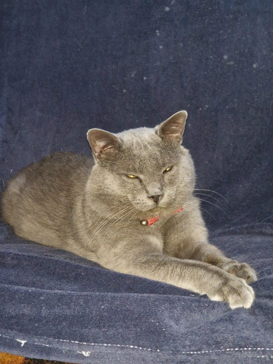 Ofer spre adoptie motan