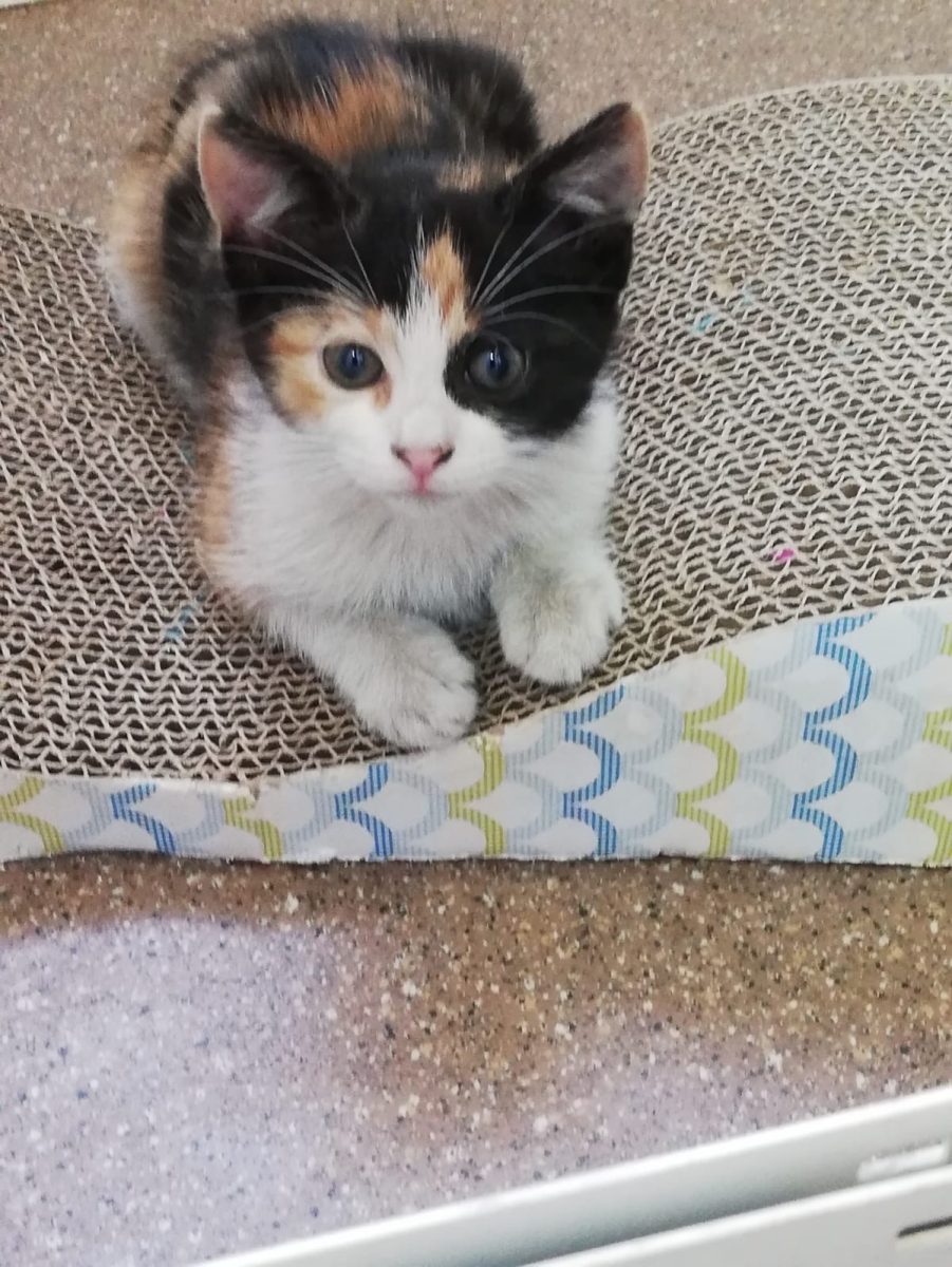 Calicuta pentru adopție 🤗